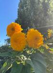 Plant name: Daydream Mixture + Goldy Double Helianthus annuus (files/Image_File/IMG_8620 (1).jpg)